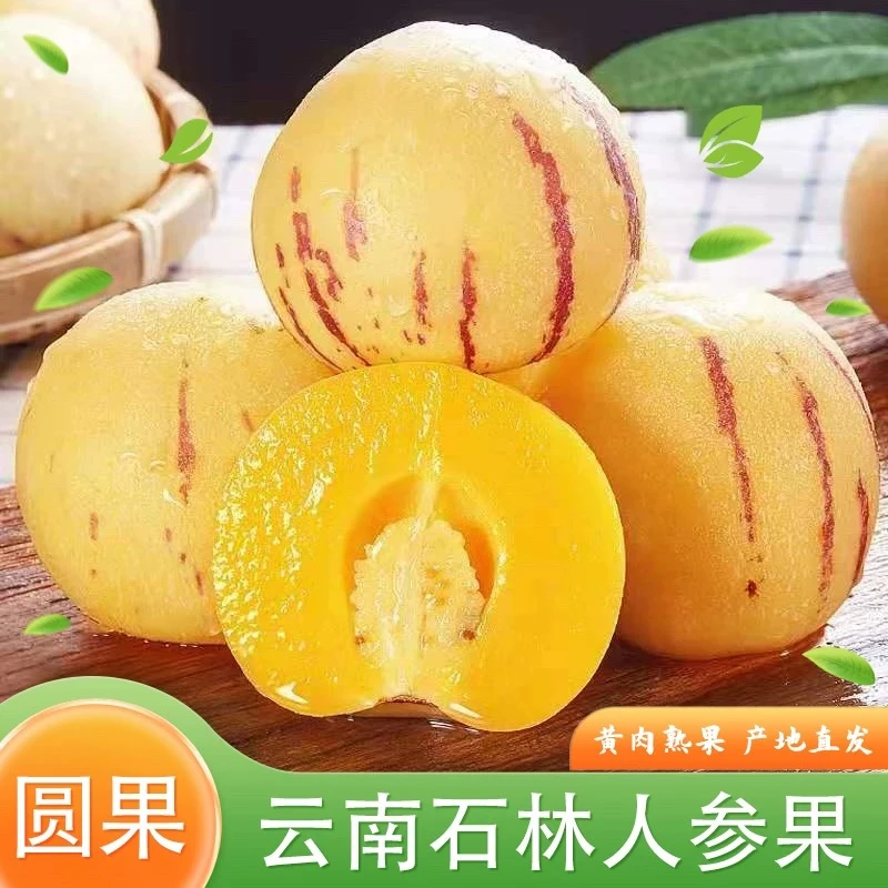 【正宗】云南石林人参果树熟黄心清甜多汁新鲜水果果园现摘包邮