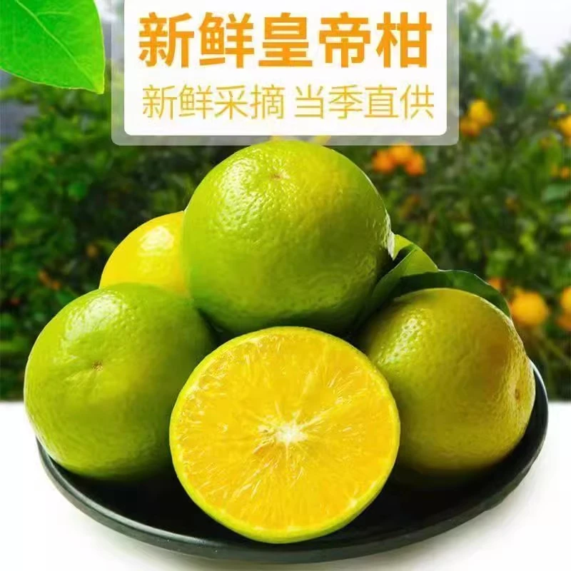 【粉丝福利】广西皇帝柑现摘现发鲜嫩多汁2-9斤天然采摘香甜饱满