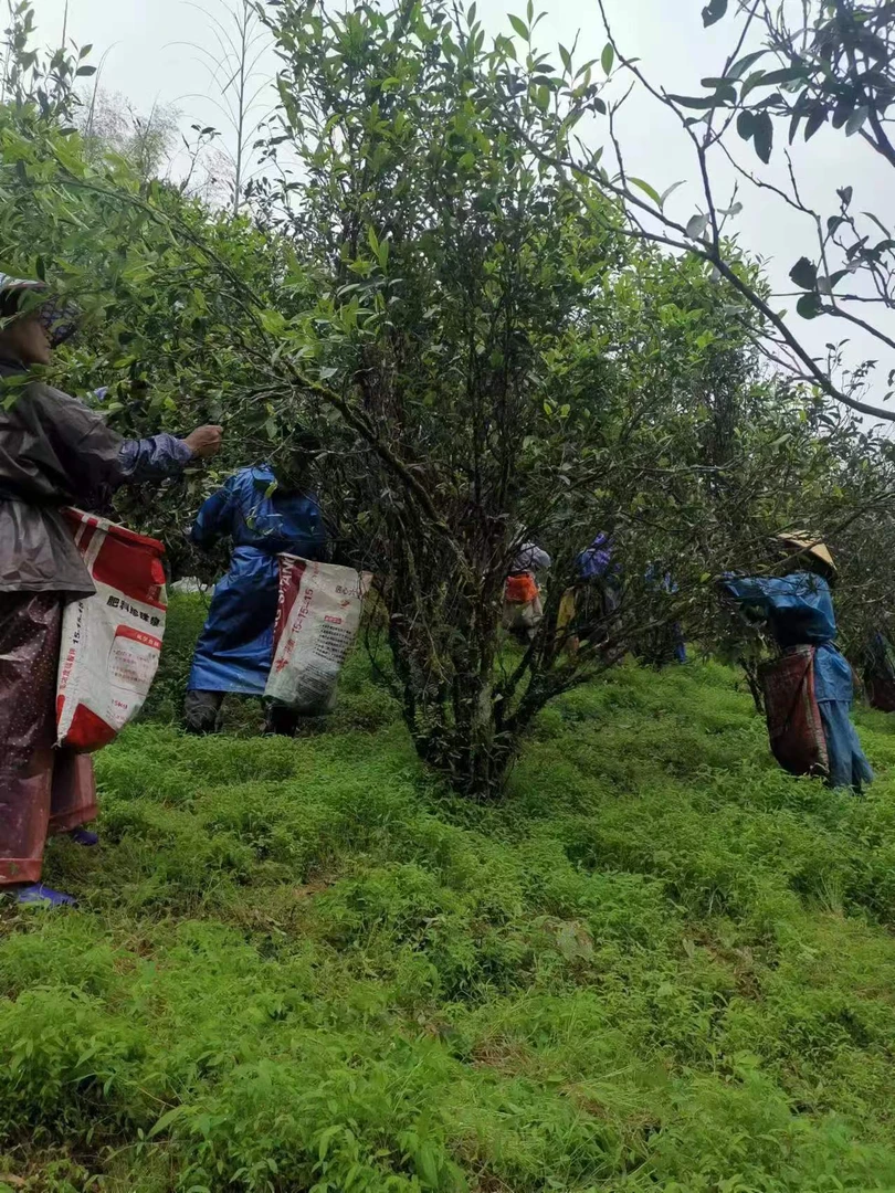 武夷岩茶 溪源山场【兰香粽叶老树水仙】成品茶两道碳火简易盒装