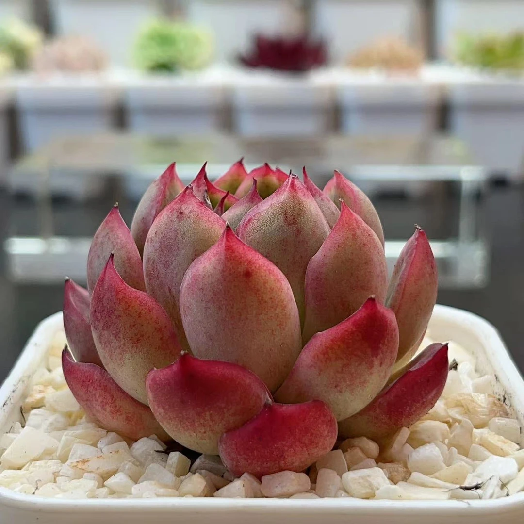 唐唐 Y（001-100）28米包邮 土培多肉植物 一物一拍