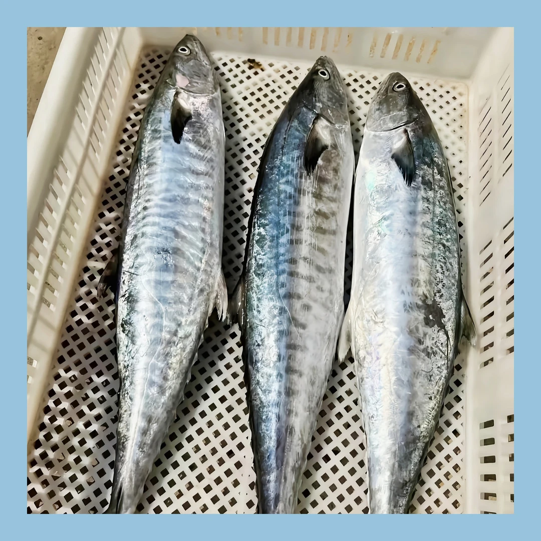 4斤本港新鲜马鲛鱼整条帮切海鲜直播广东茂名博贺港当天发货包邮
