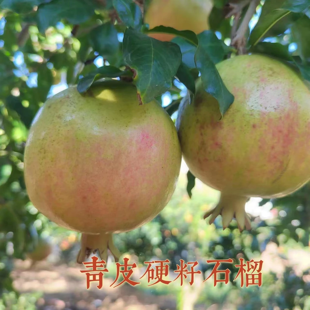 【自家种植 现摘现发】会理石榴 青皮硬籽甜石榴