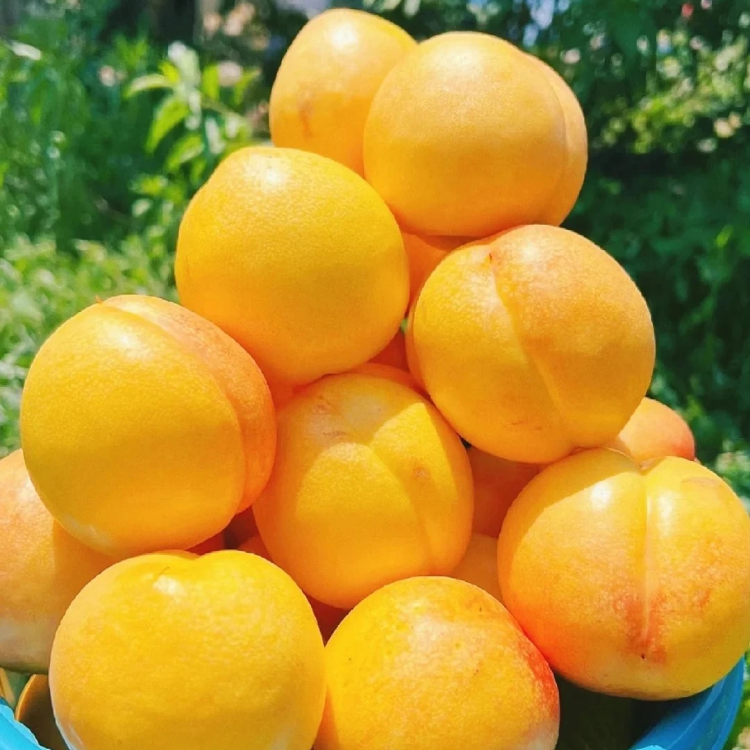 【夏日尝鲜】蒙阴现摘新鲜桃子芒果黄金油桃甜坏果包赔