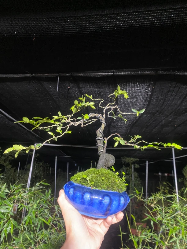 小叶紫檀盆景树桩植物花卉盆栽办公室绿植阳台黑古茶树苗四季常青