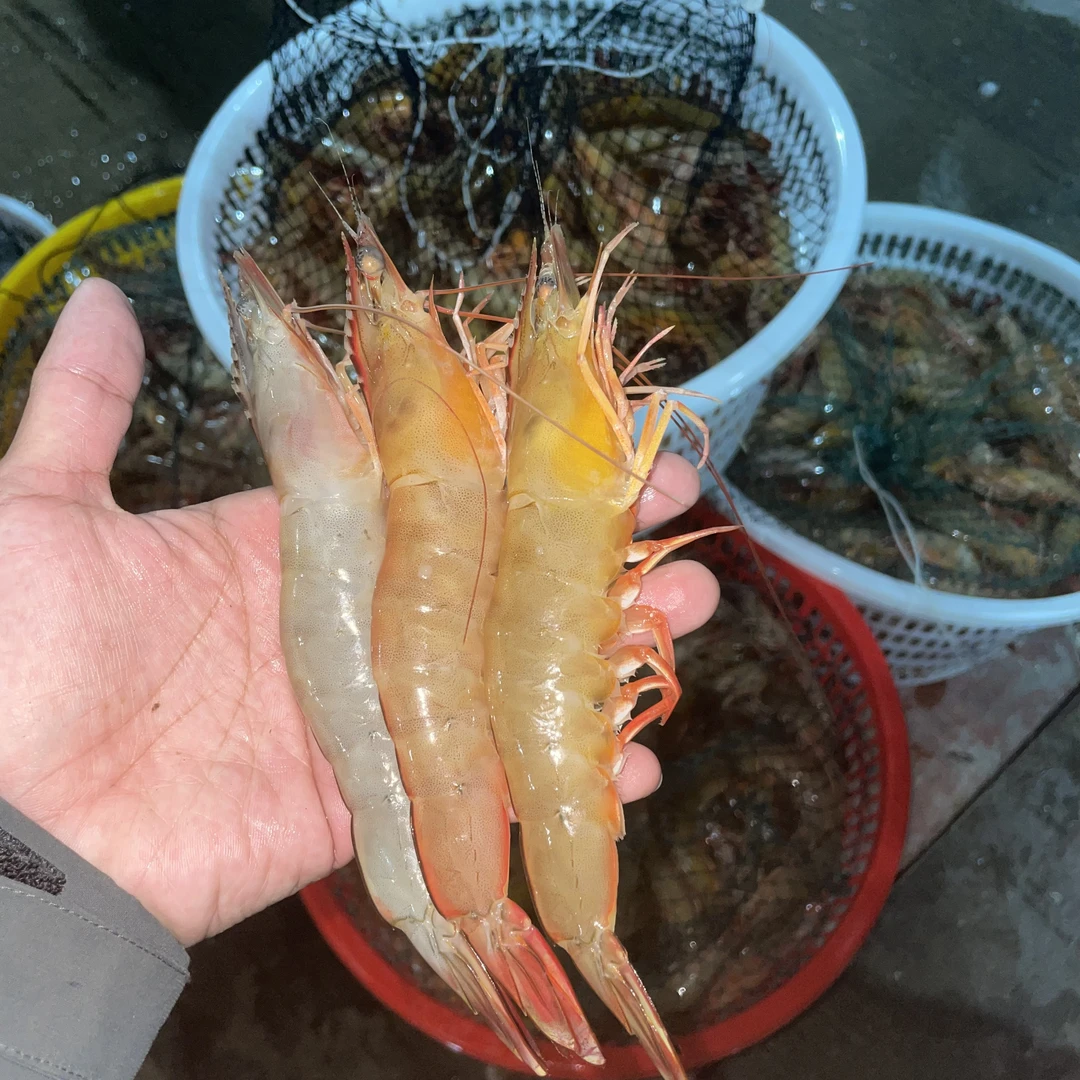 野生白刺虾海捕明虾自然海鲜明虾明虾