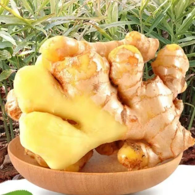 【金江云品】云南小黄姜生姜嫩姜产地直销姜香浓郁山地种植新鲜姜