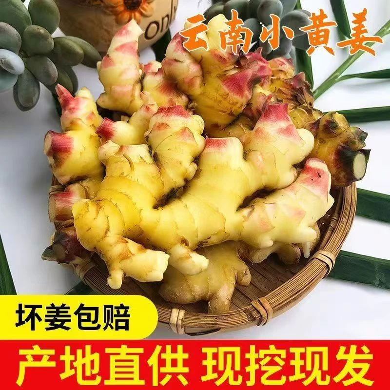 (芒果科技)云南小黄姜生姜嫩姜产地直销姜香浓郁山地种植新鲜姜
