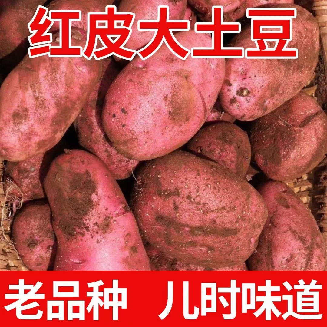 2024年新货云南新鲜红皮大土豆农家自种大洋芋先挖马铃薯蔬菜
