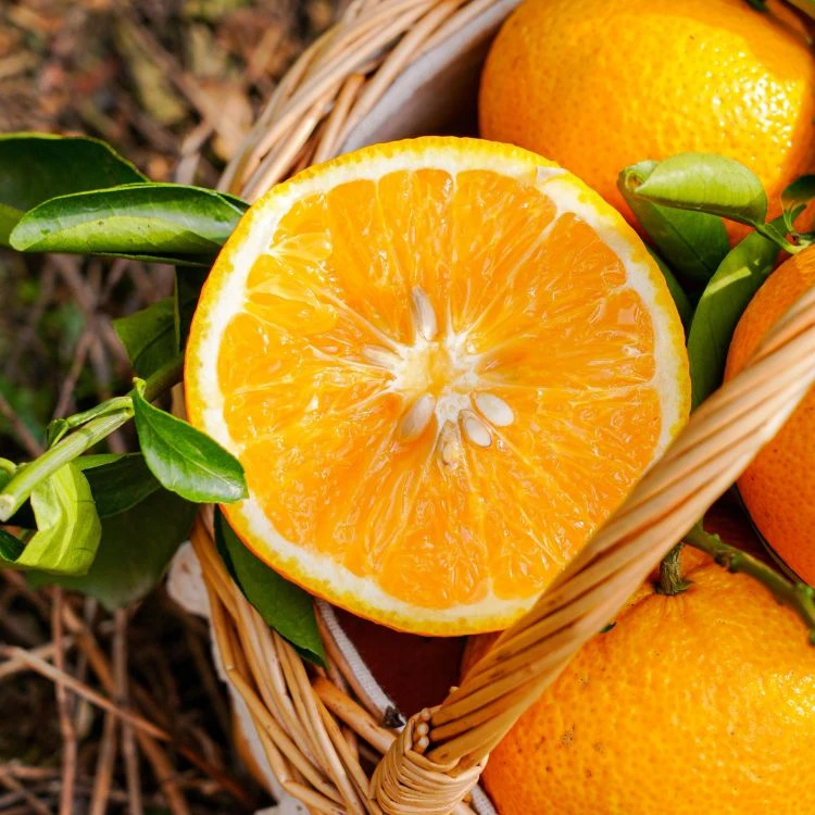 【果源之家】福建平和新品桔柚纯甜口感鲜甜多汁新鲜采摘水果