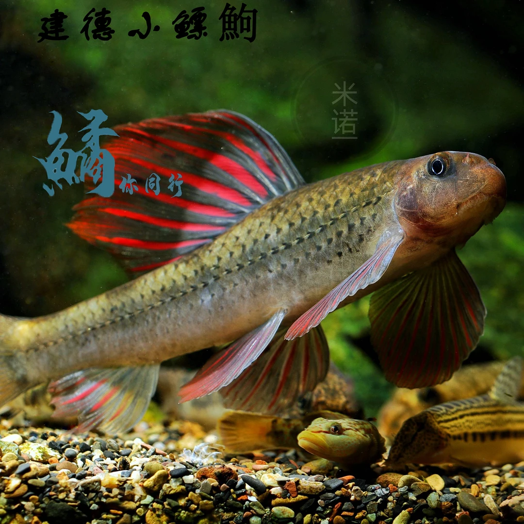 建德小鳔鮈底层除藻工具鱼不加温冷水鱼棒花鱼溪流原生鱼翻砂鱼