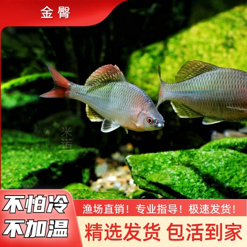 金臀鱊鳑鲏混养小型原生鱼冷水观赏鱼不加温皮实旁皮鱼溪流原生缸