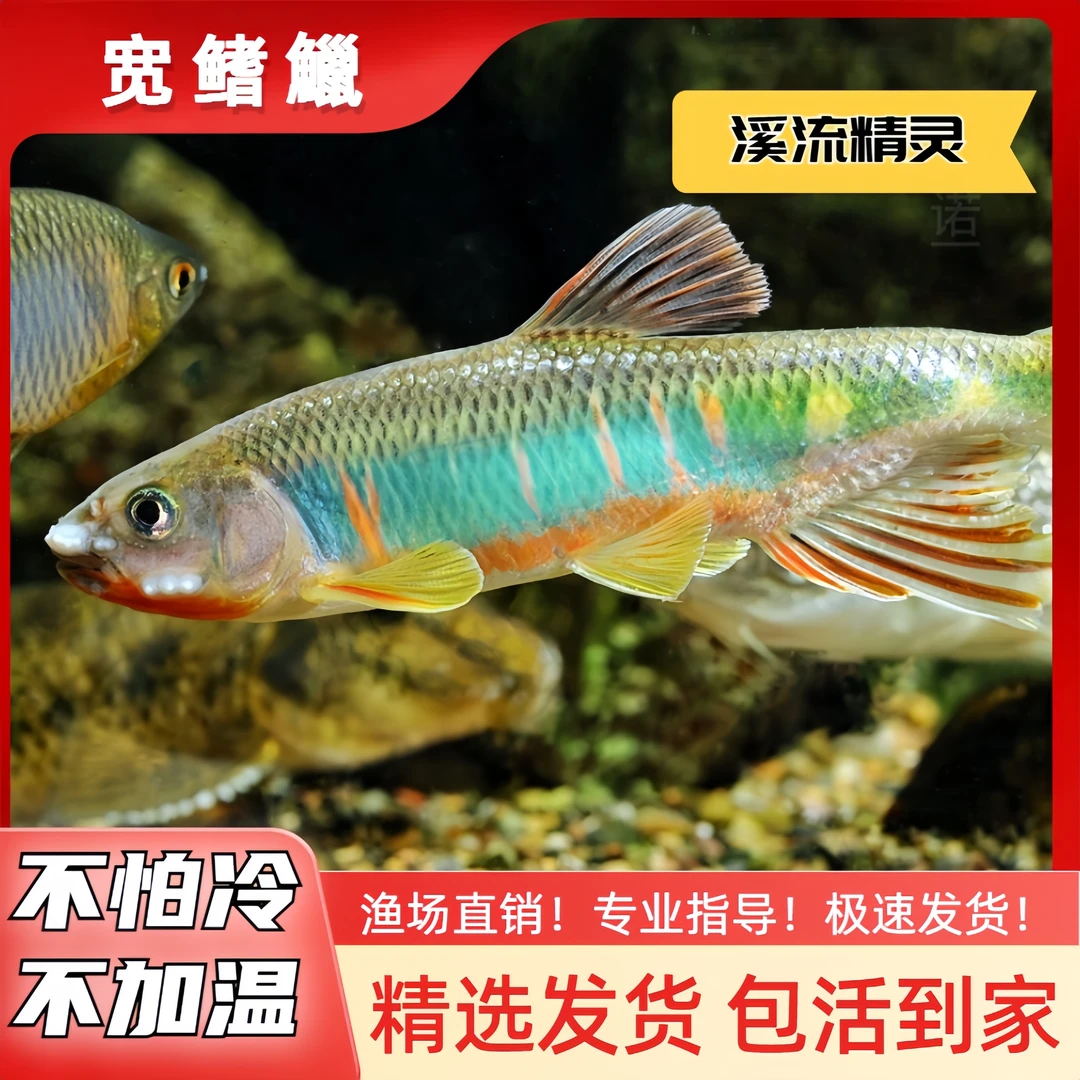 六安宽鳍鱲非长鳍鱲类高屏鱲桃花鱼溪流原生鱼冷水观赏鱼不加温