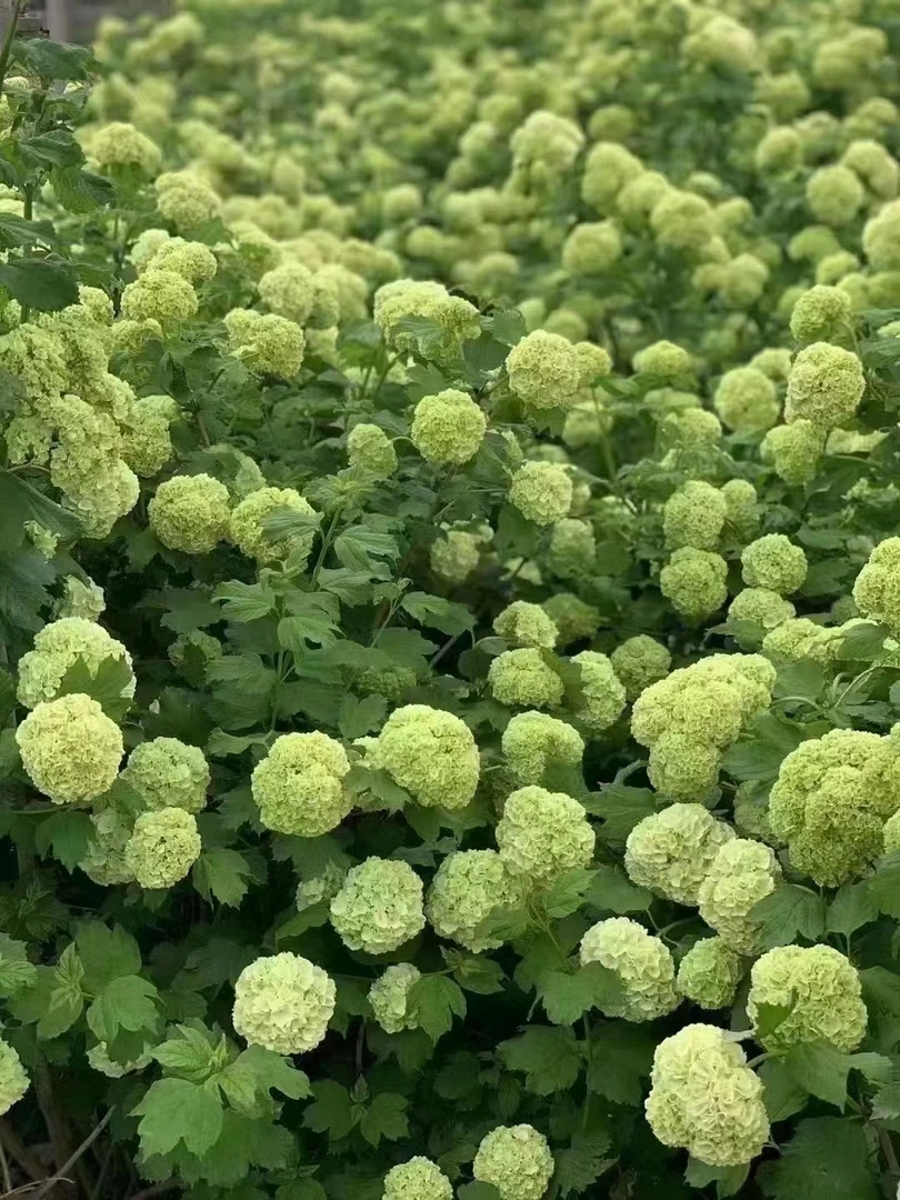 耐寒欧洲木本绣球中华庭院花卉植物