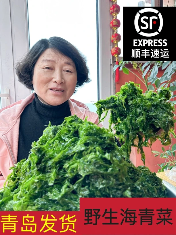 青岛新鲜现发海菜 鲜香味美 嫩菜特鲜  海菜3斤顺丰包邮