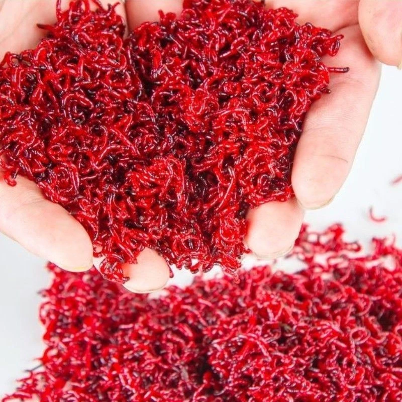 天津红虫红虫活体鲜活钓鱼新鲜鱼饵活体红虫纯野生黑头鲜活大公虫