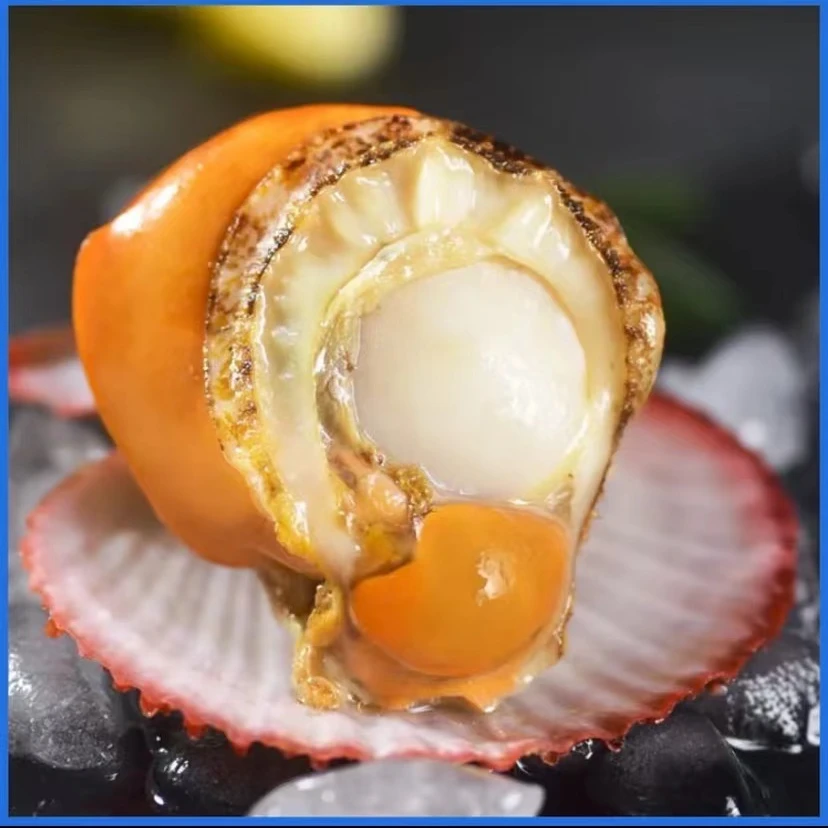 扇贝肉新鲜捕捞海鲜严选肉质紧实鲜活扇贝加工4斤装发货