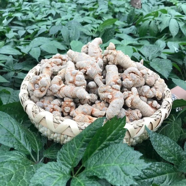 20头 ˉ· ˉ 整根 老农夫㈢七 500克 加大菊主根炖鸡炖肉炖鸭子