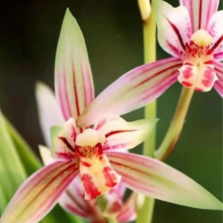 3花起【金边彩凤】四季兰 一年多花，花香四溢室内绿植花卉盆栽