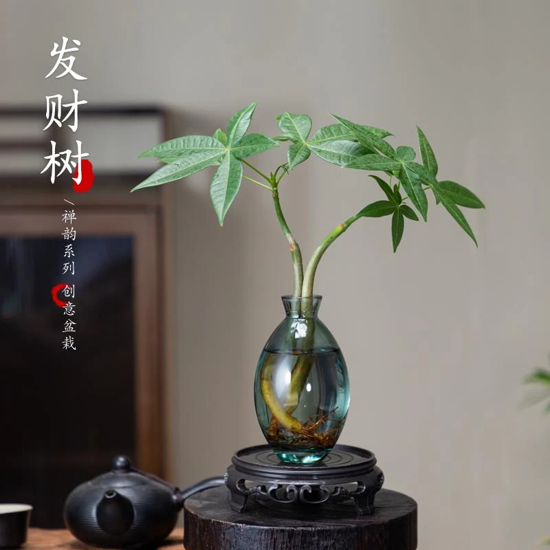 水培植物发财树办公室绿植造型小发财树植桌面四季常青招财树好养