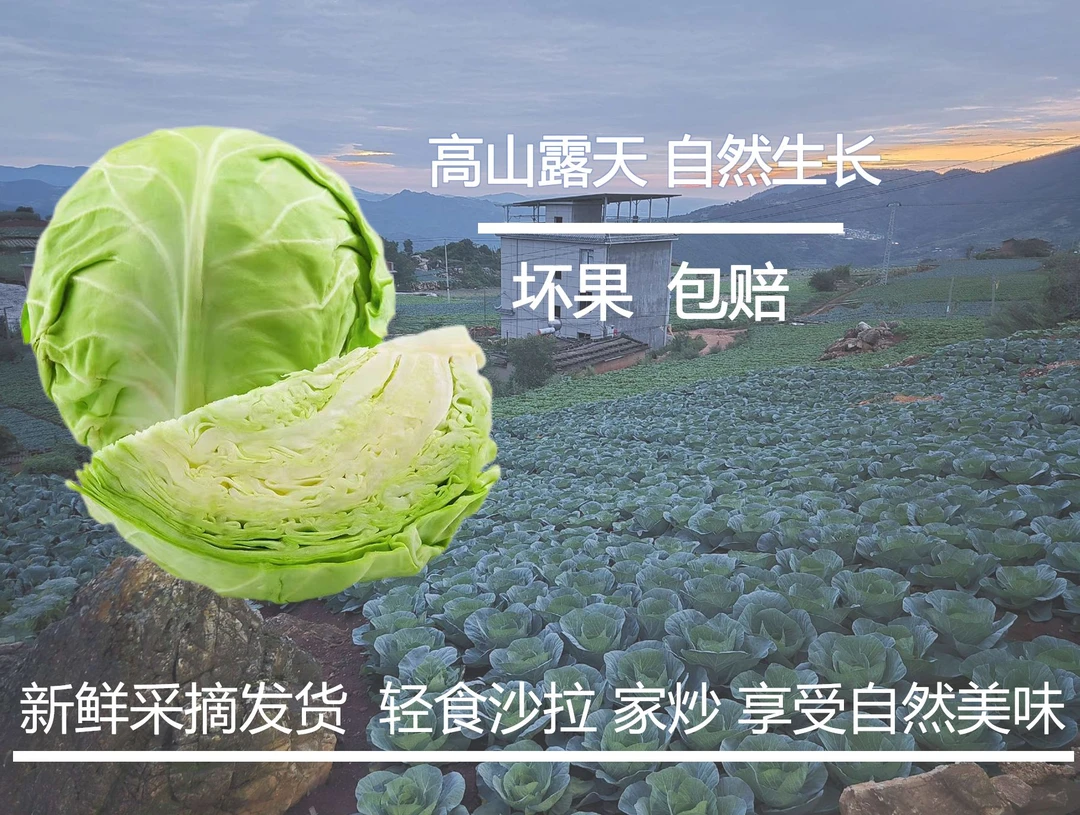 云南高山农家自种露天新鲜现拔卷心菜包菜脆嫩手撕甘蓝菜