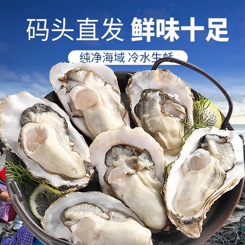 海图腾山东源产地新鲜鲜活发货肥美大生蚝烤生蚝清蒸生蚝食材