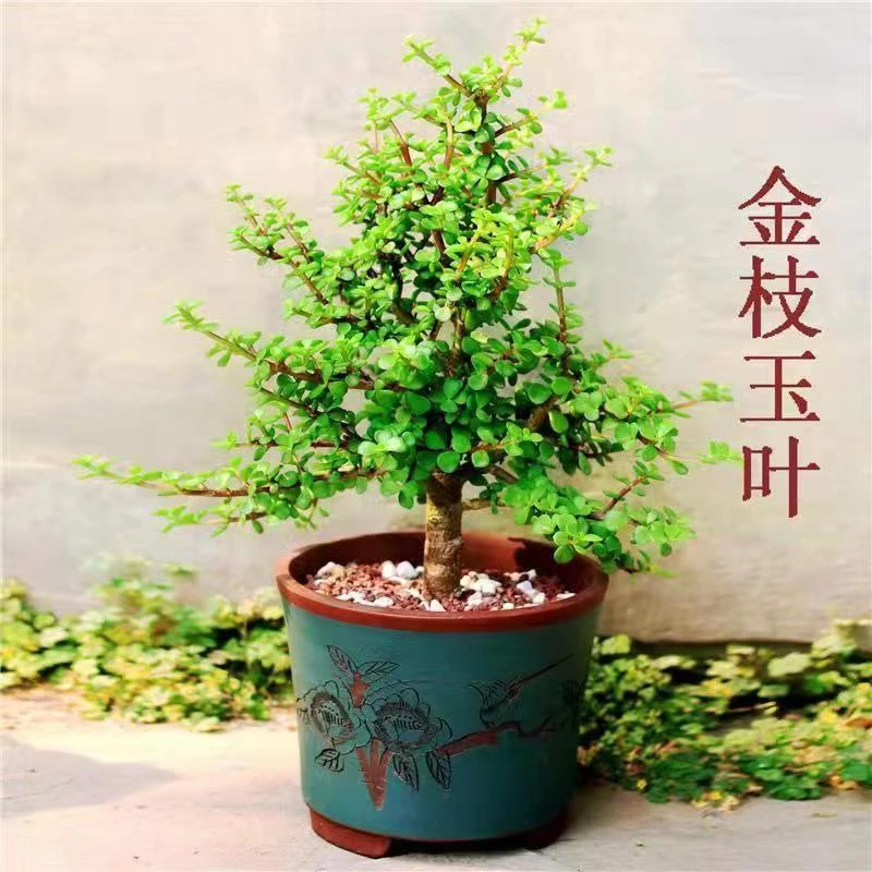 多肉老桩盆栽金枝玉叶雅乐之舞玉树植物室内室外花卉四季常青