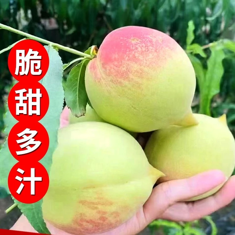 【顺丰包邮】正宗连州鹰嘴桃果园直发现摘现发