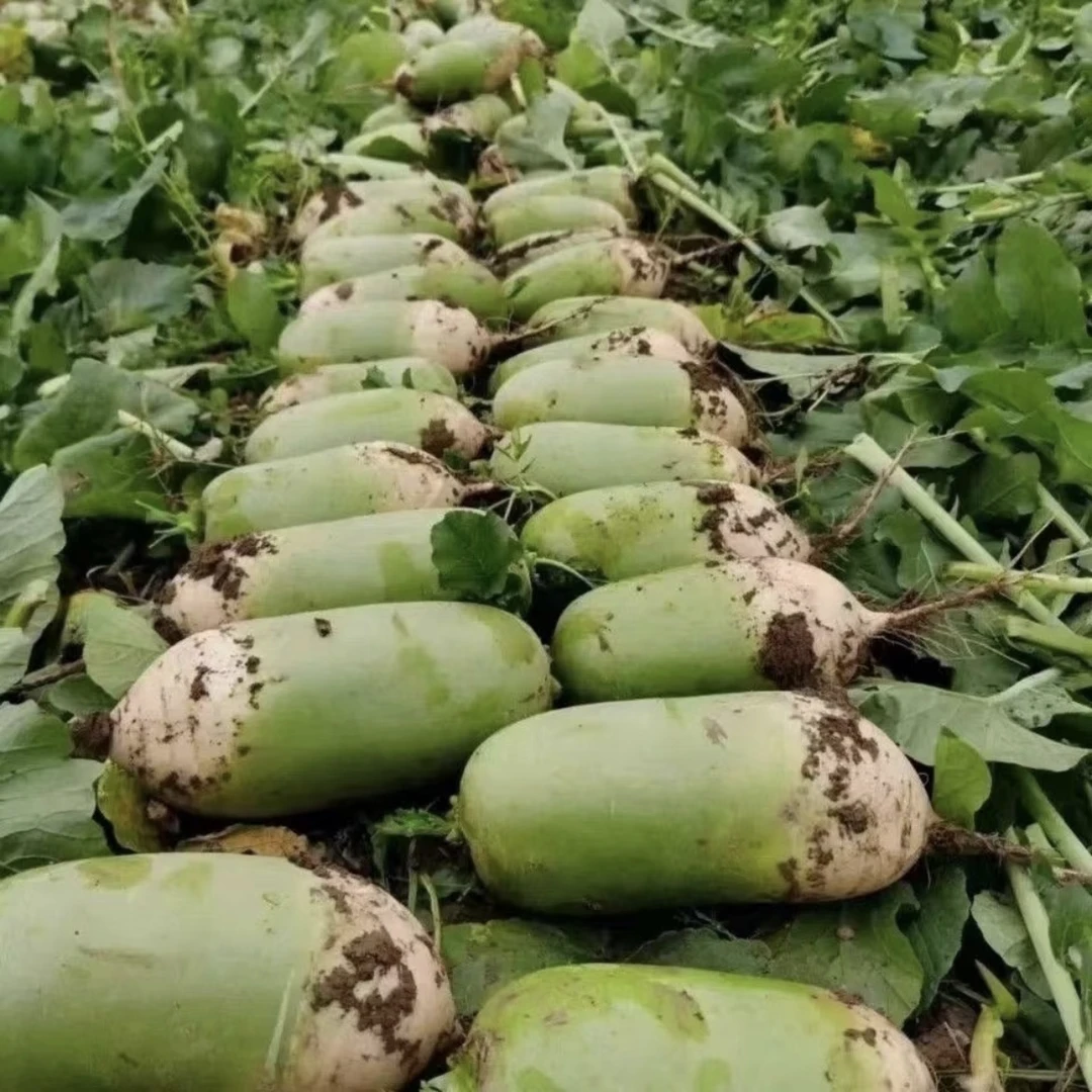 新鲜萝卜 沙土地种植 现挖现发 霜打过的老品种 青萝卜