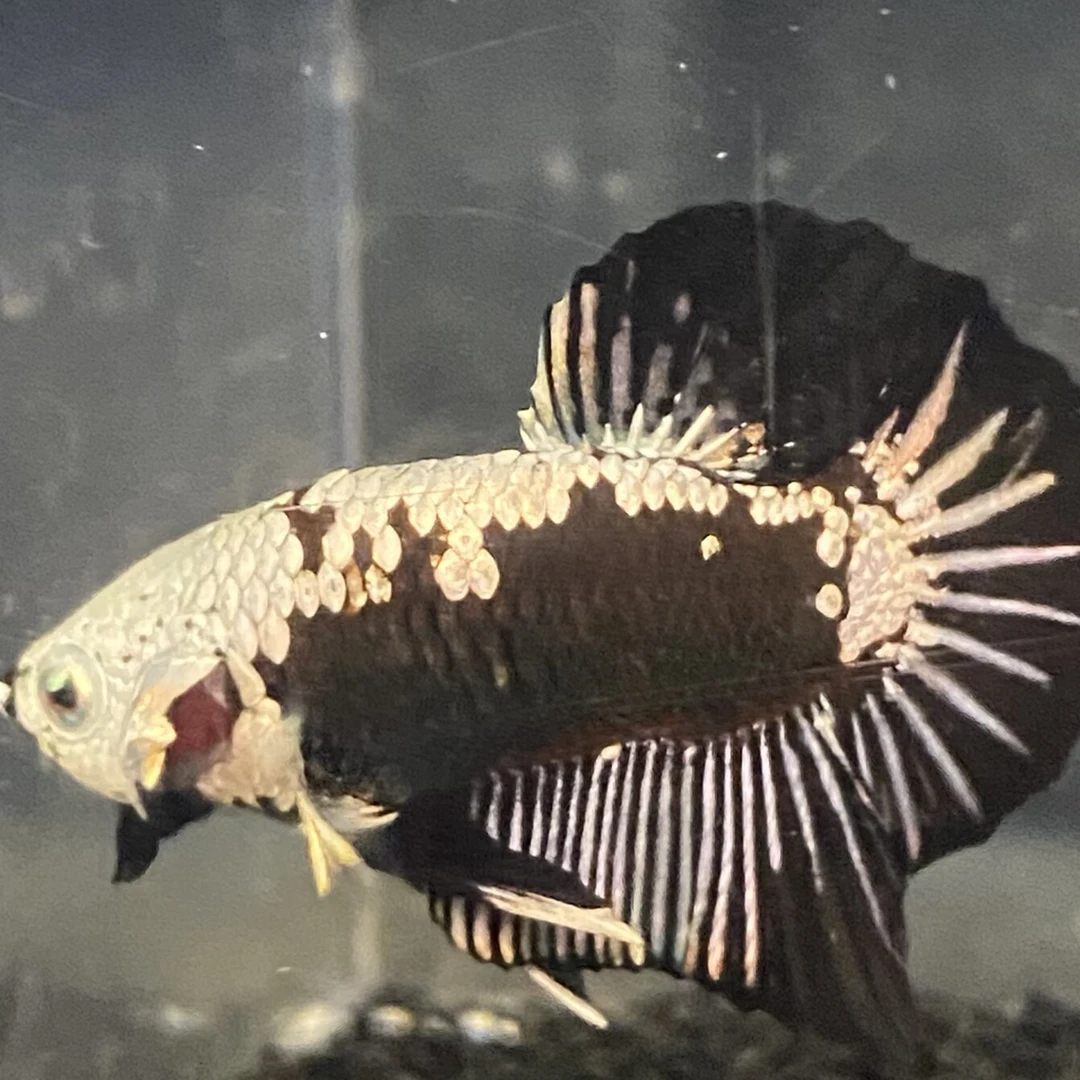 200号-299号泰国斗鱼活鱼鱼苗饲料鱼缸巨斗半月热带小型鱼