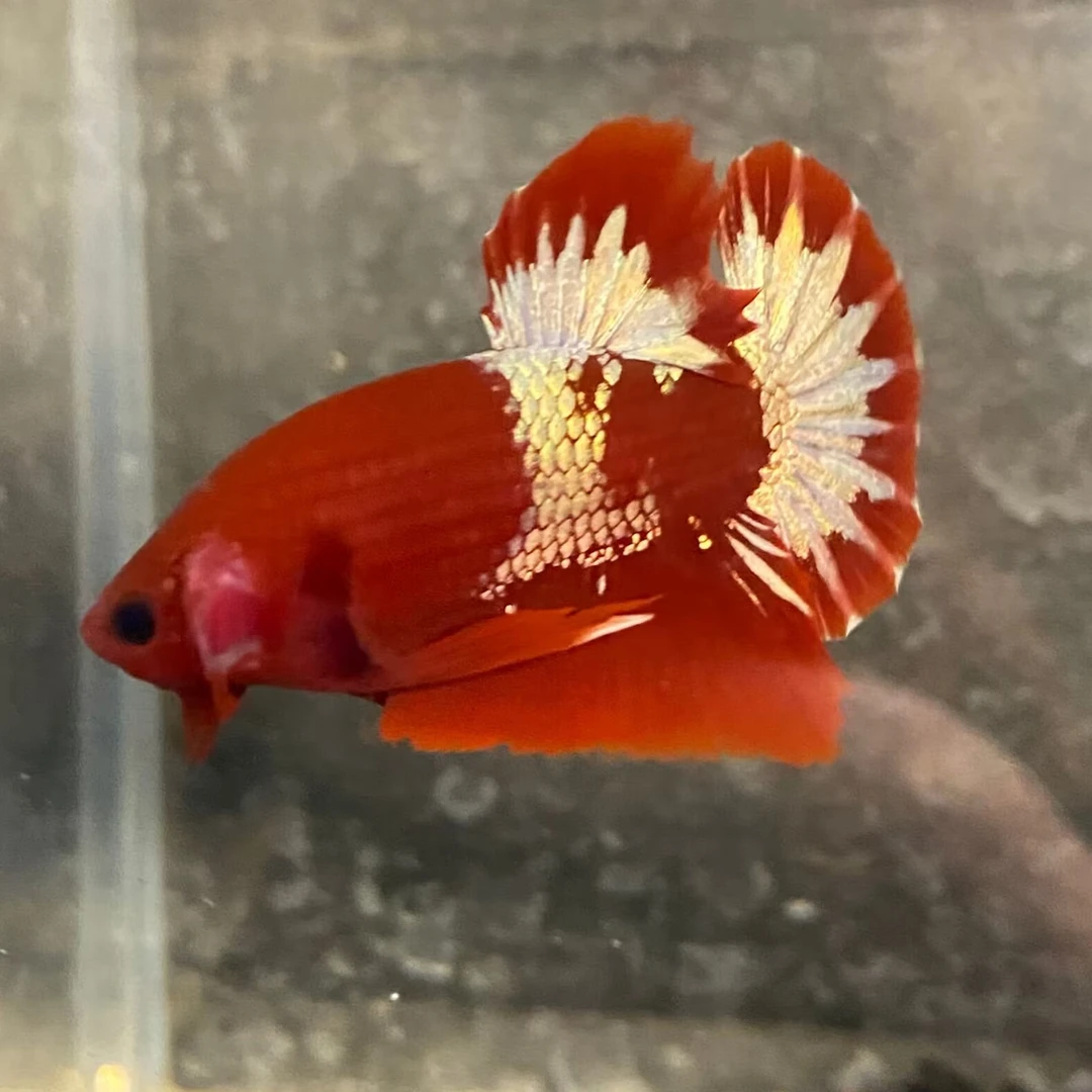 新100号-199号泰国斗