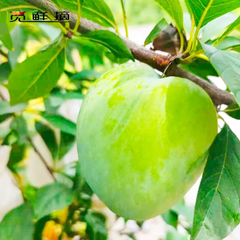 湖南汝城文明翡翠奈李脱骨 当季新鲜水果 现摘先发 李子5斤农产品