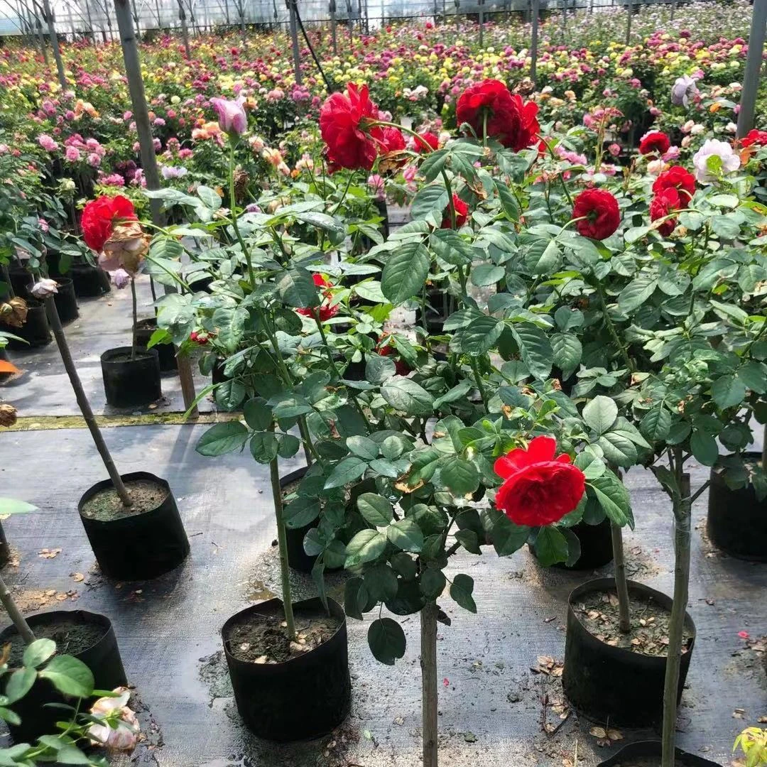 棒棒糖树桩月季花苗花卉植物庭院四季玫瑰带花树状月季