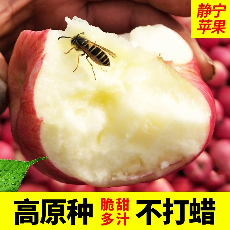 甘肃静宁红富士冰糖心高原苹果当季新鲜水果应季现摘脆甜整箱包邮