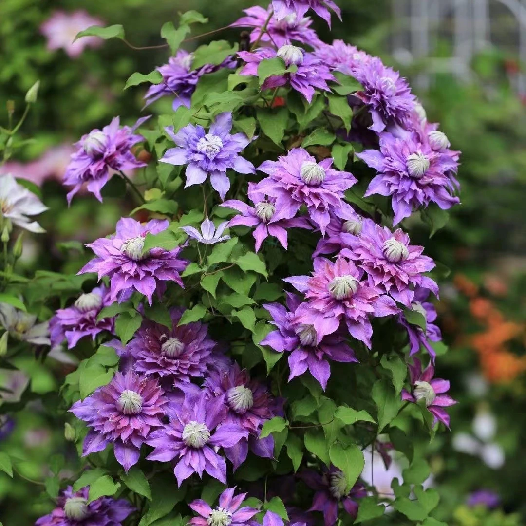 铁线莲铁线莲粉龙爬藤植物藤本花卉重瓣浓香型四季开花