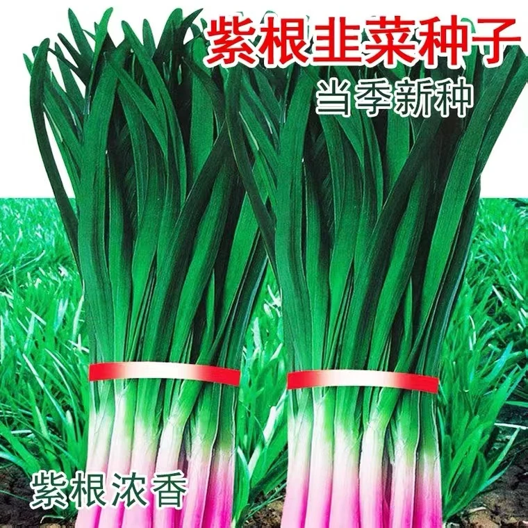 四季紫根韭菜种子独根红好种高产阳台小院盆栽种植四季可播种