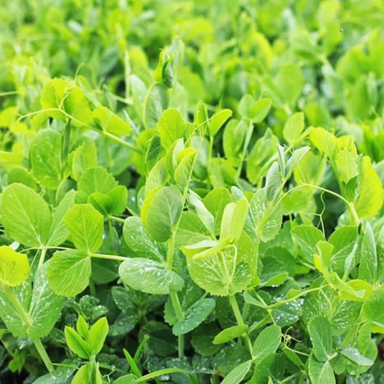 豌豆尖种子四季种植无须豌豆苗可水培土培阳台盆栽龙须荷兰豆种籽