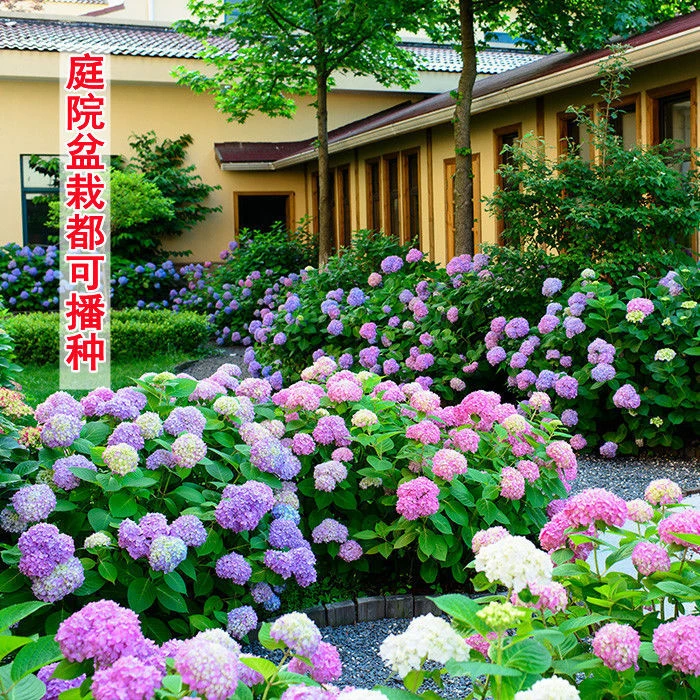 绣球花种籽子四季播种开花易活花籽盆栽庭院室内外植物绣球花种子