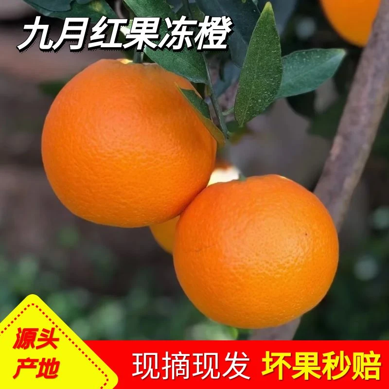 秭归九月红果冻橙橙子果园现摘新鲜多汁薄皮应季水果带箱快递脐橙