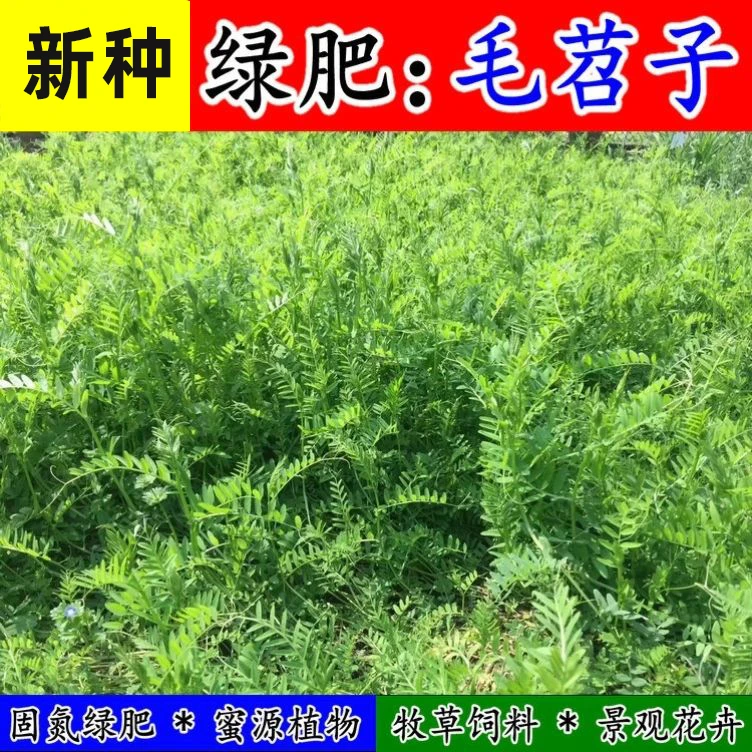 光叶紫花苕种子毛苕子箭筈豌豆草籽绿肥蜜源果园野豌豆草草种子