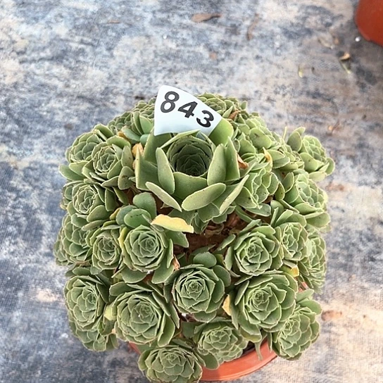 开***天843绿玫瑰福利出