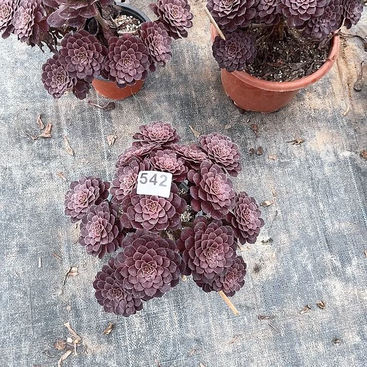 542黑铜胡丛林庄福利款