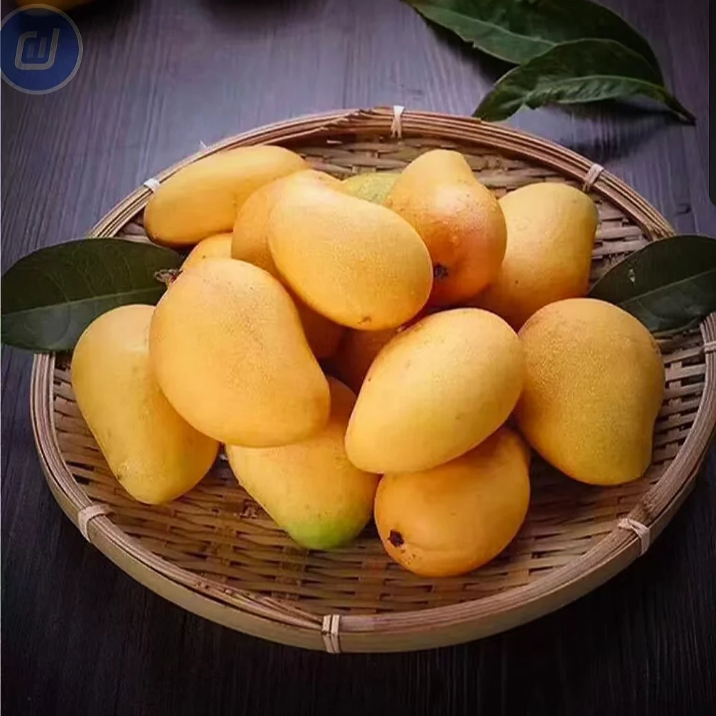 三海金芒【海南小台芒果】产地直发新鲜水果现发现摘装核薄肉厚纯甜