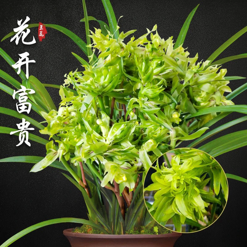 浓香型春兰花开富贵兰花四季开花盆栽室内高档绿植花卉客厅植物