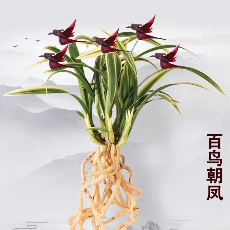浓香型四季兰金边矮种兰花四季开花百鸟朝凤花办公室盆栽植物花卉