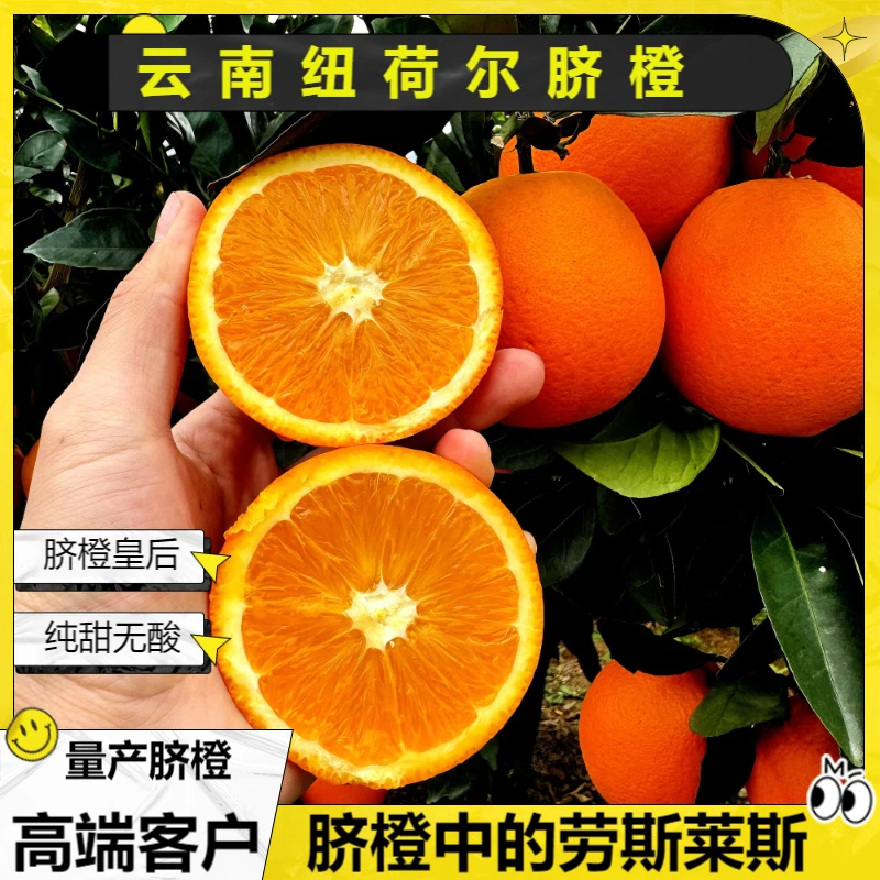 云南纽荷尔脐橙皇后 现摘现发 多汁9.8分甜 产自乌蒙山