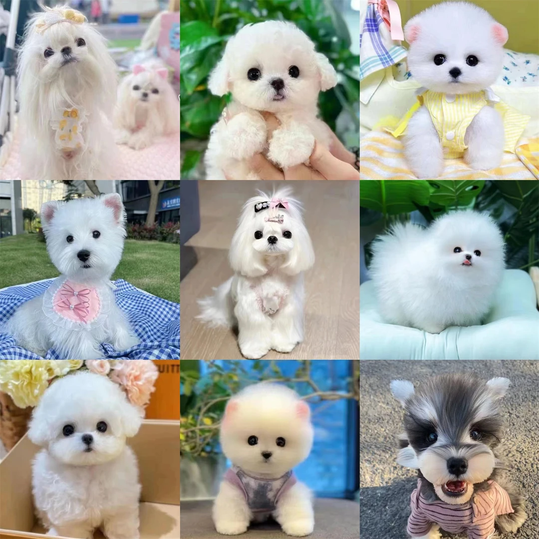 犬探探宠物《相册》定金（拍这个）