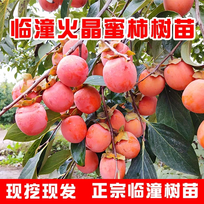 【火晶火罐】一物一拍陕西临潼火晶小蜜柿，火晶柿子，火晶软柿子树苗