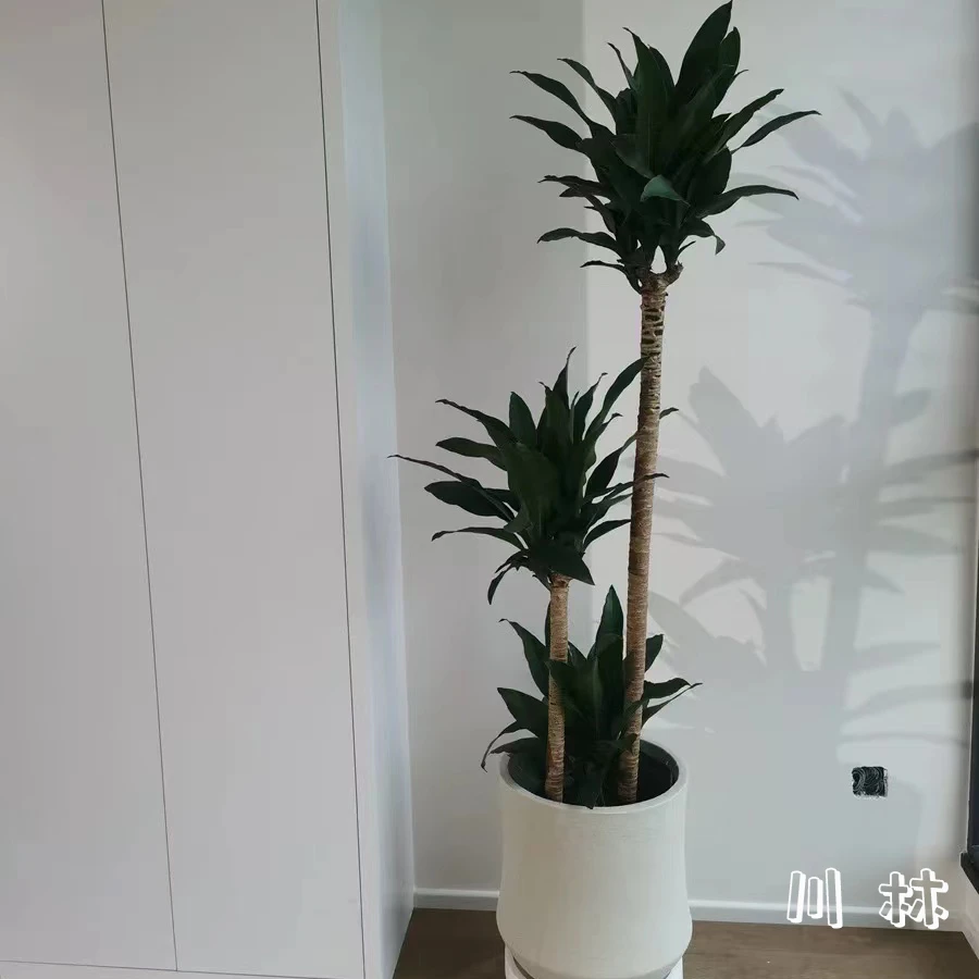 铁荷花铁耐阴室内好养绿植大型净化空气办公室美观绿色民宿客厅