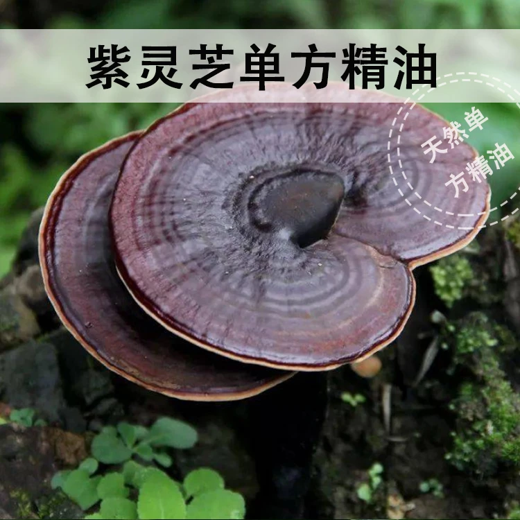 灵芝孢子油精油精油