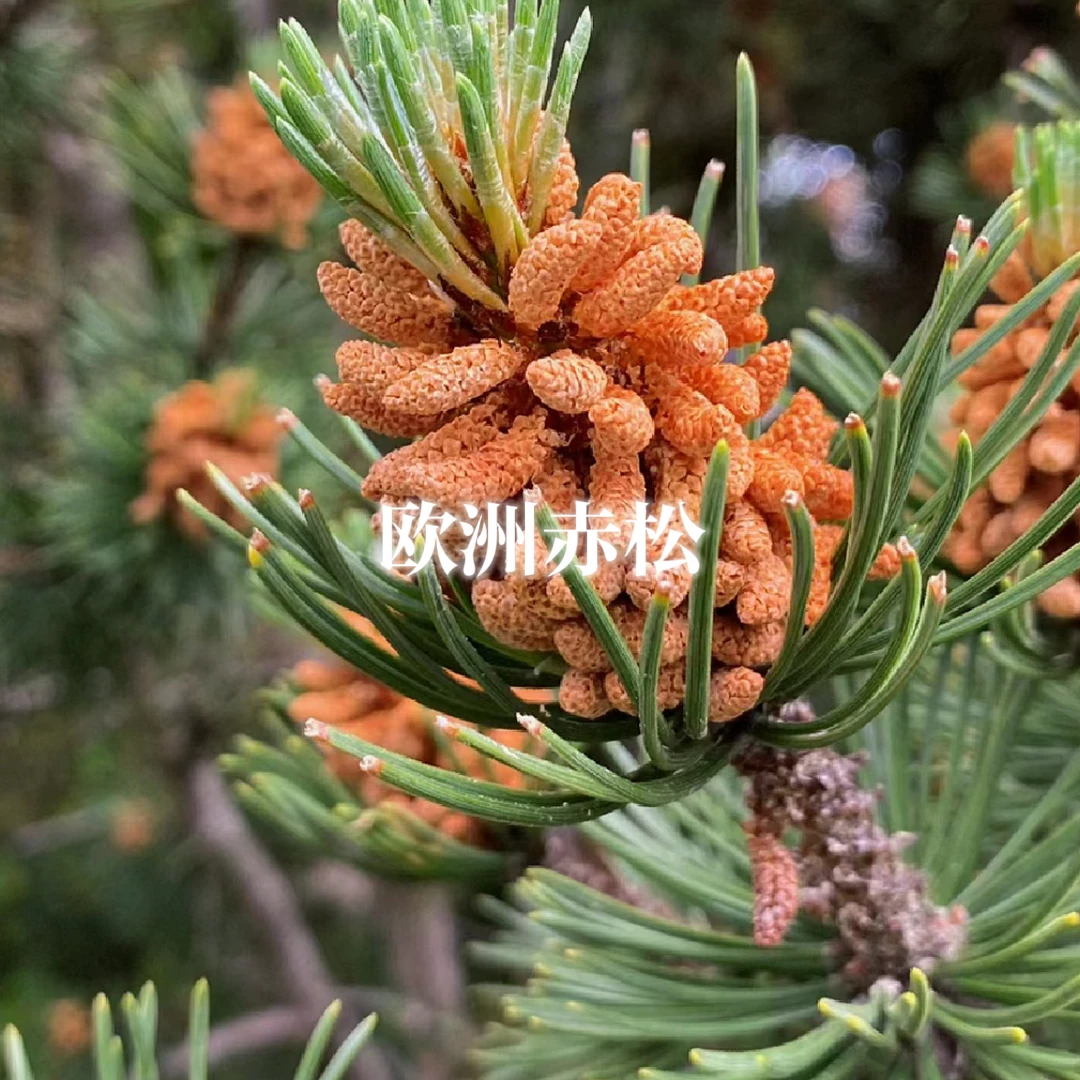 团购活动-100ml欧洲赤松精油